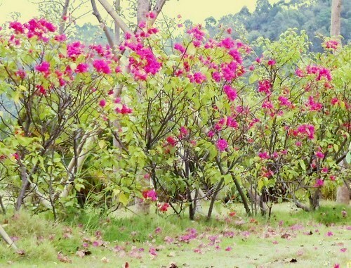 Red Flower Shrub.